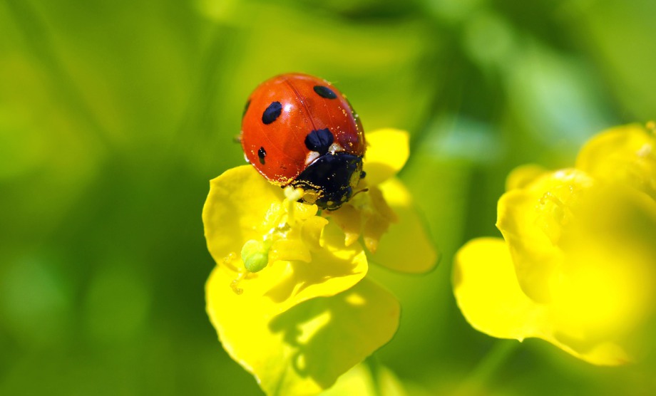 ein Marienkäfer auf einer gelben Blüte